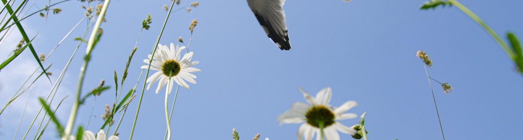 Das Bild zeigt eine Möwe, die über eine Wiese mit Gänseblümchen fliegt. Es verweist auf die Veranstaltung „Helfen eigene Rechte der Natur dem Überleben der Menschheit auf unserem gefährdeten Planeten?“ am 11.02.2025 um 17:00 Uhr im Hörsaal der Universität