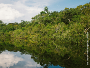 Der Amazonasfluss spiegelt sich im Wasser wider, umgeben von der reichen und vielfältigen Natur.