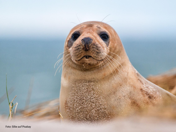 Eine Kegelrobbe, die auf einem Felsen in der Sonne liegt – ein Symbol für die Tiere, die durch die Anerkennung der Rechte der Natur geschützt werden sollen.