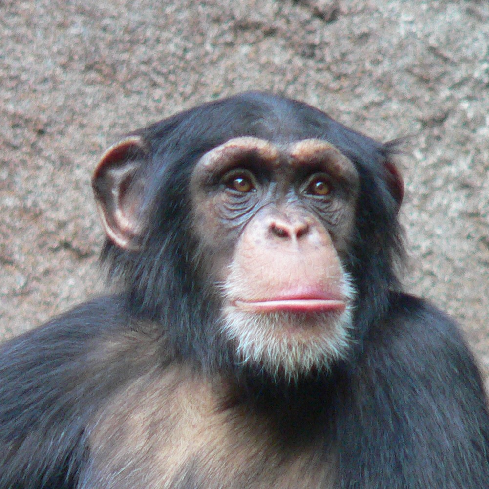 Chimpanzee-Head Von Thomas Lersch - Own work..jpg
